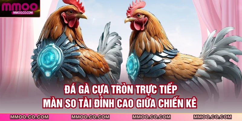 Đá Gà Cựa Tròn Trực Tiếp
